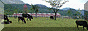 cows